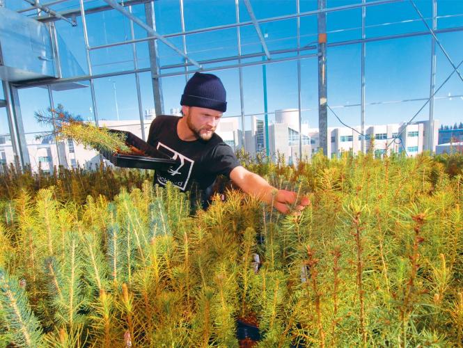 A person leans over rows of evergreen saplings inside a greenhouse